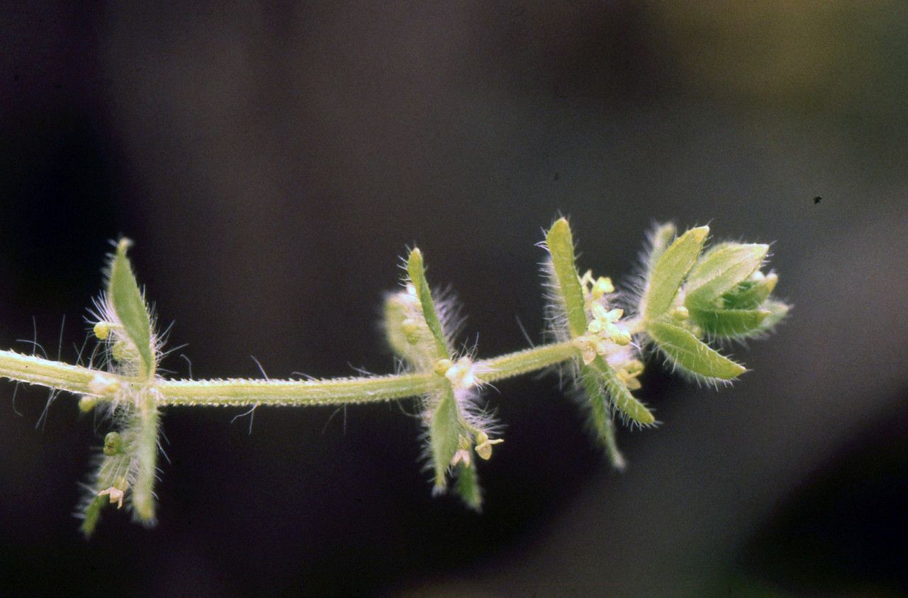 Cruciata pedemontana bark