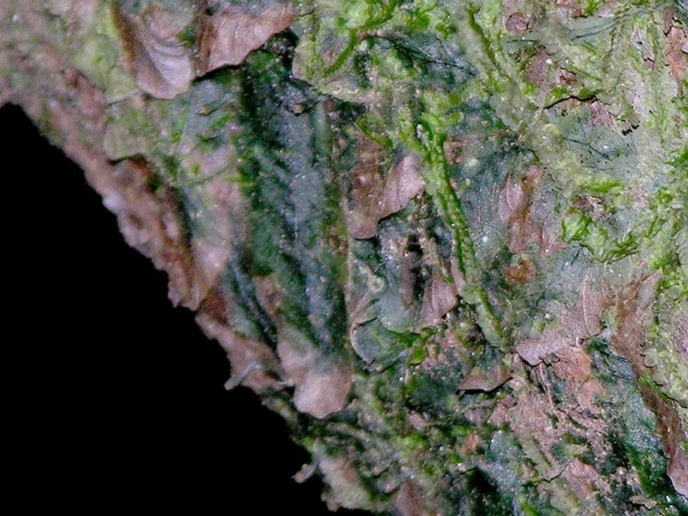 Trichomanes tuerckheimii bark