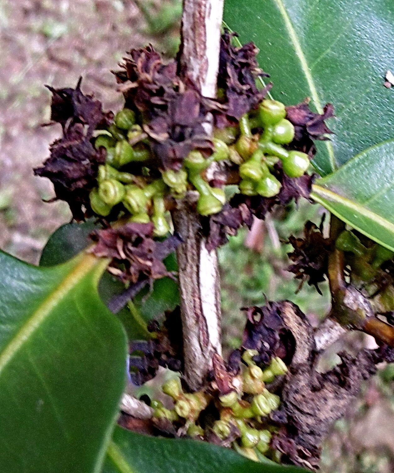 Coffea perrieri other