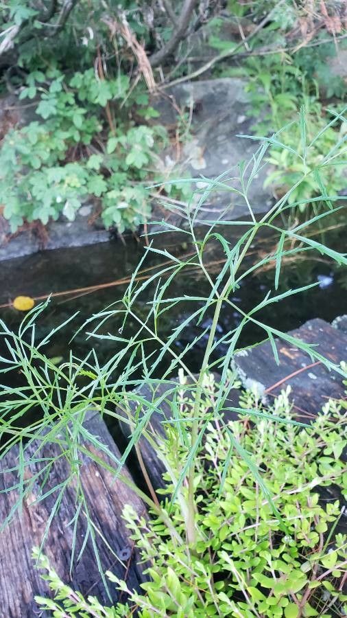 Cicuta bulbifera — flood tolerant houseplant