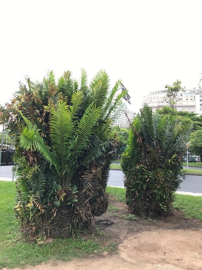 Encephalartos laurentianus habit