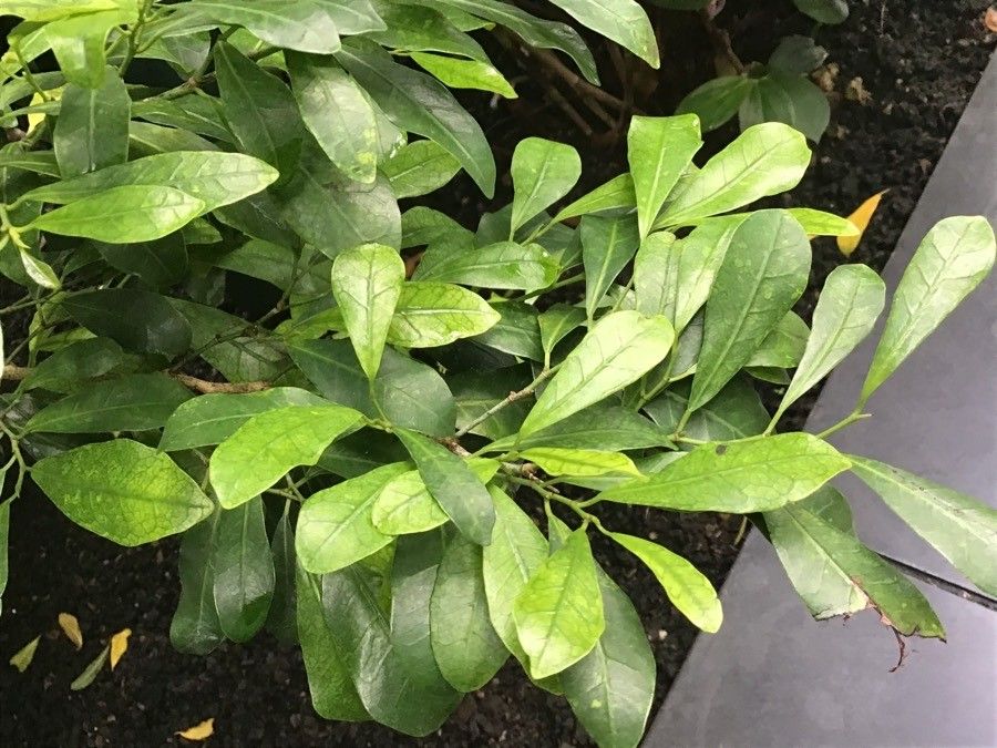 Trilepisium madagascariense — search result for 'Moraceae'