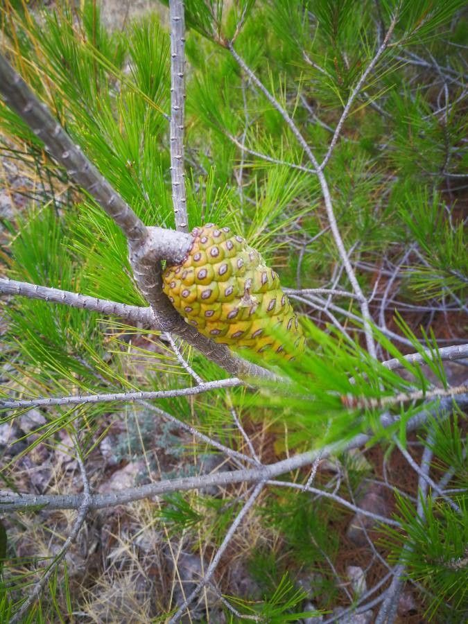 Pinus attenuata fruit