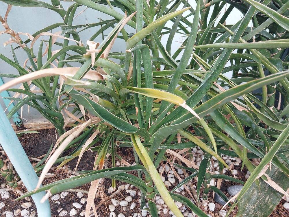 Sansevieria arborescens