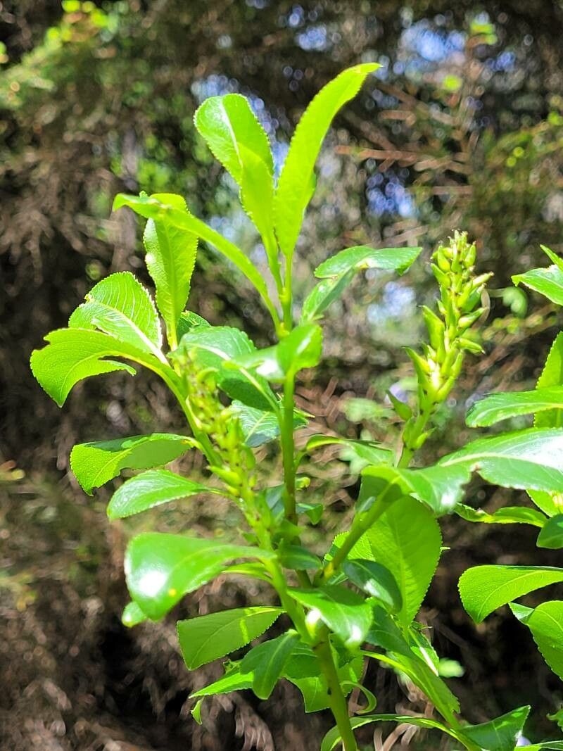 Salix glabra leaf