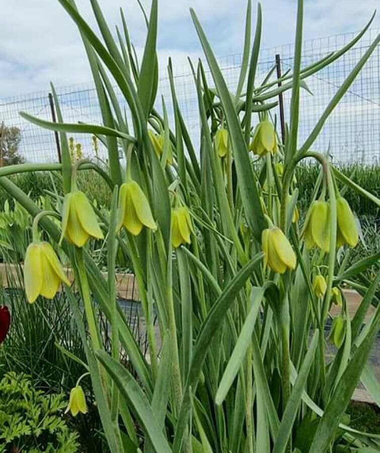 Fritillaria frankiorum — houseplant care guide