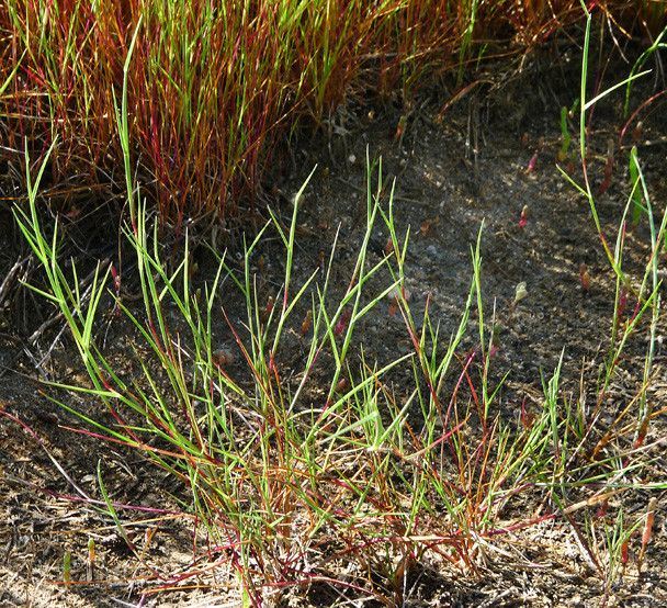 Parapholis filiformis habit