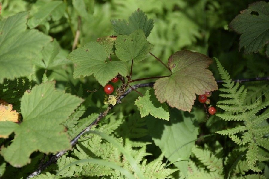Ribes triste fruit