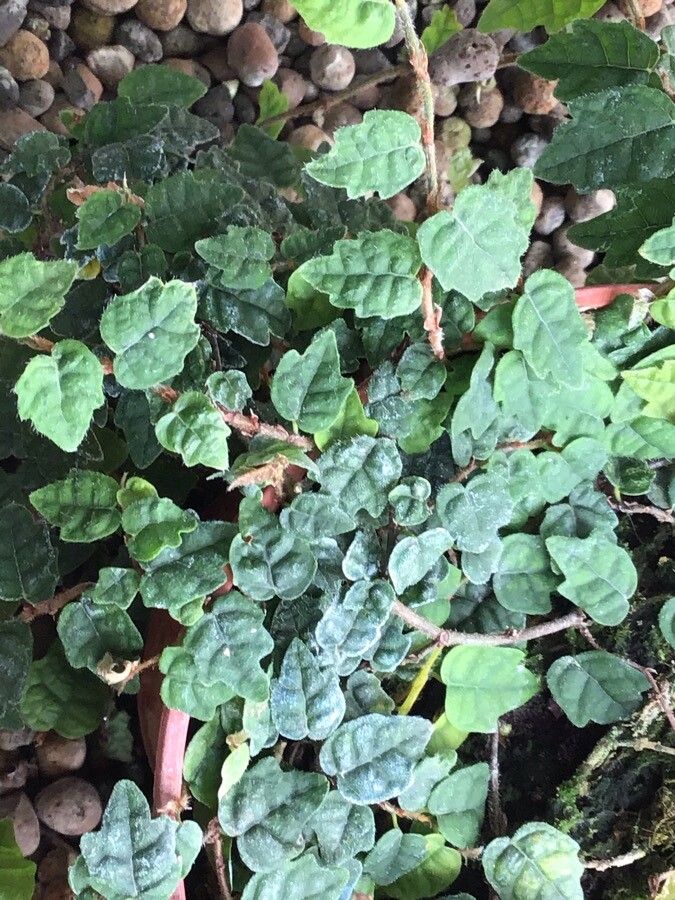 Ficus montana — search result for 'Ficus'