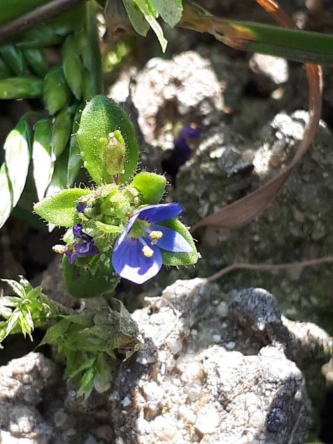 Veronica acinifolia flower