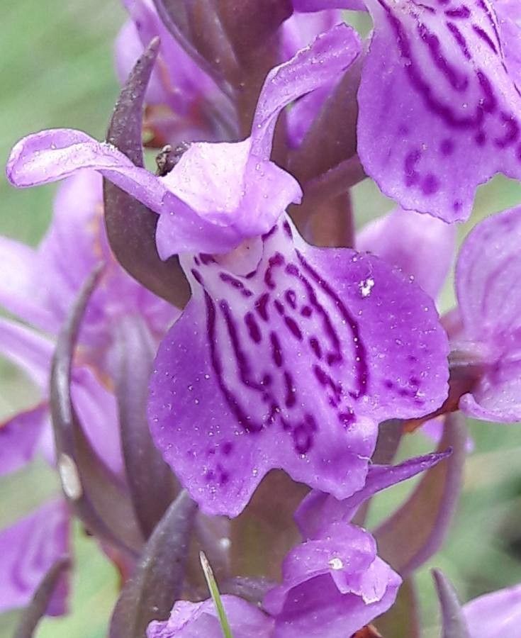 Dactylorhiza occitanica flower