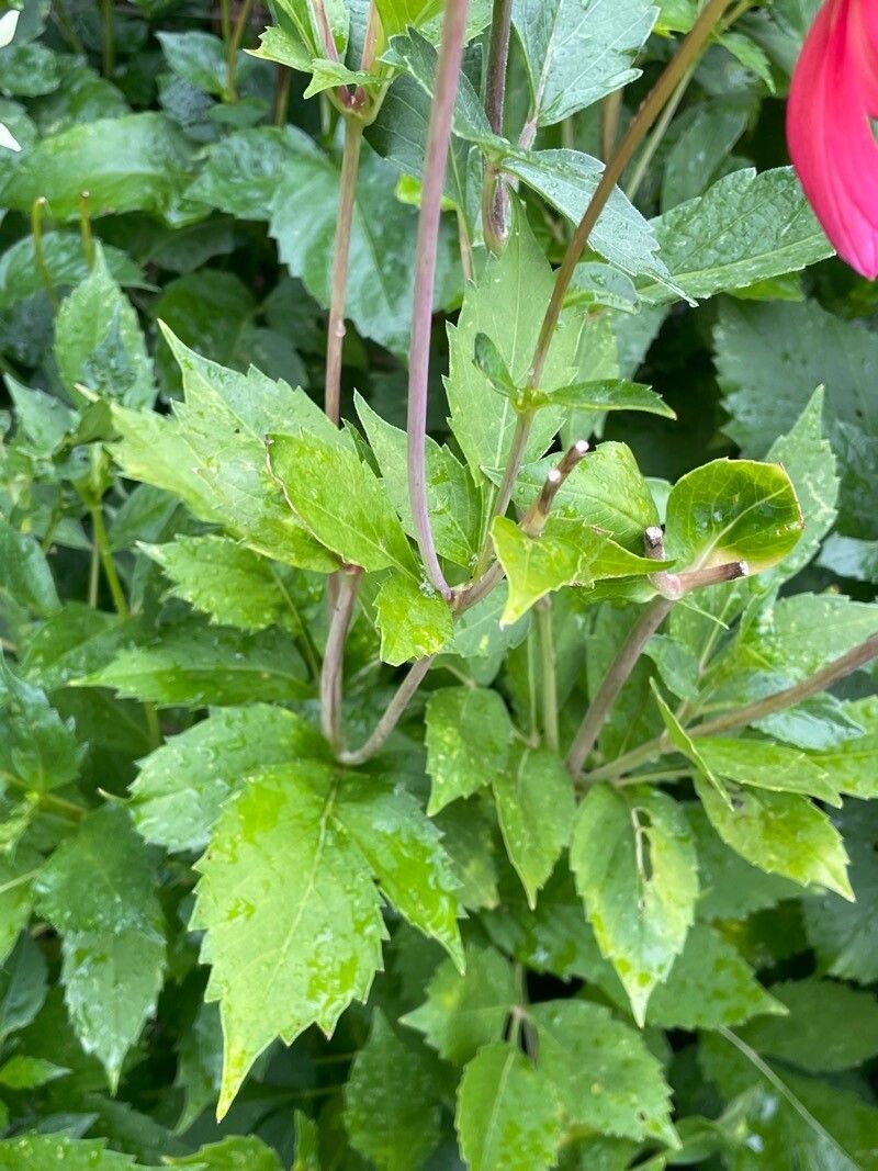 Dahlia coccinea leaf