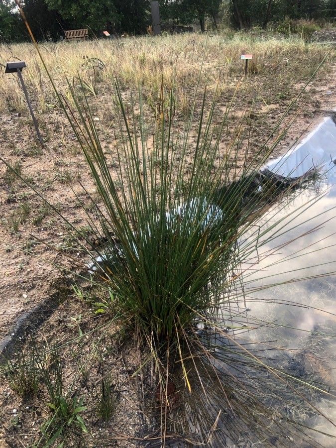 Juncus articulatus leaf