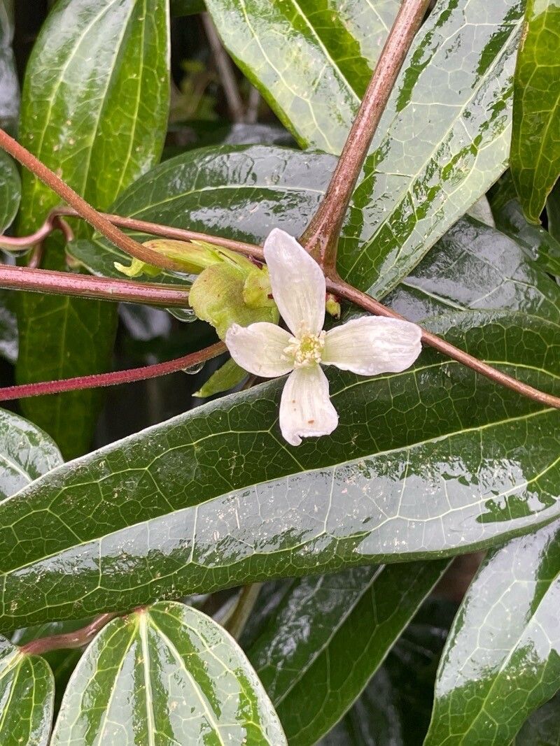 Clematis armandi — search result for 'Clematis'