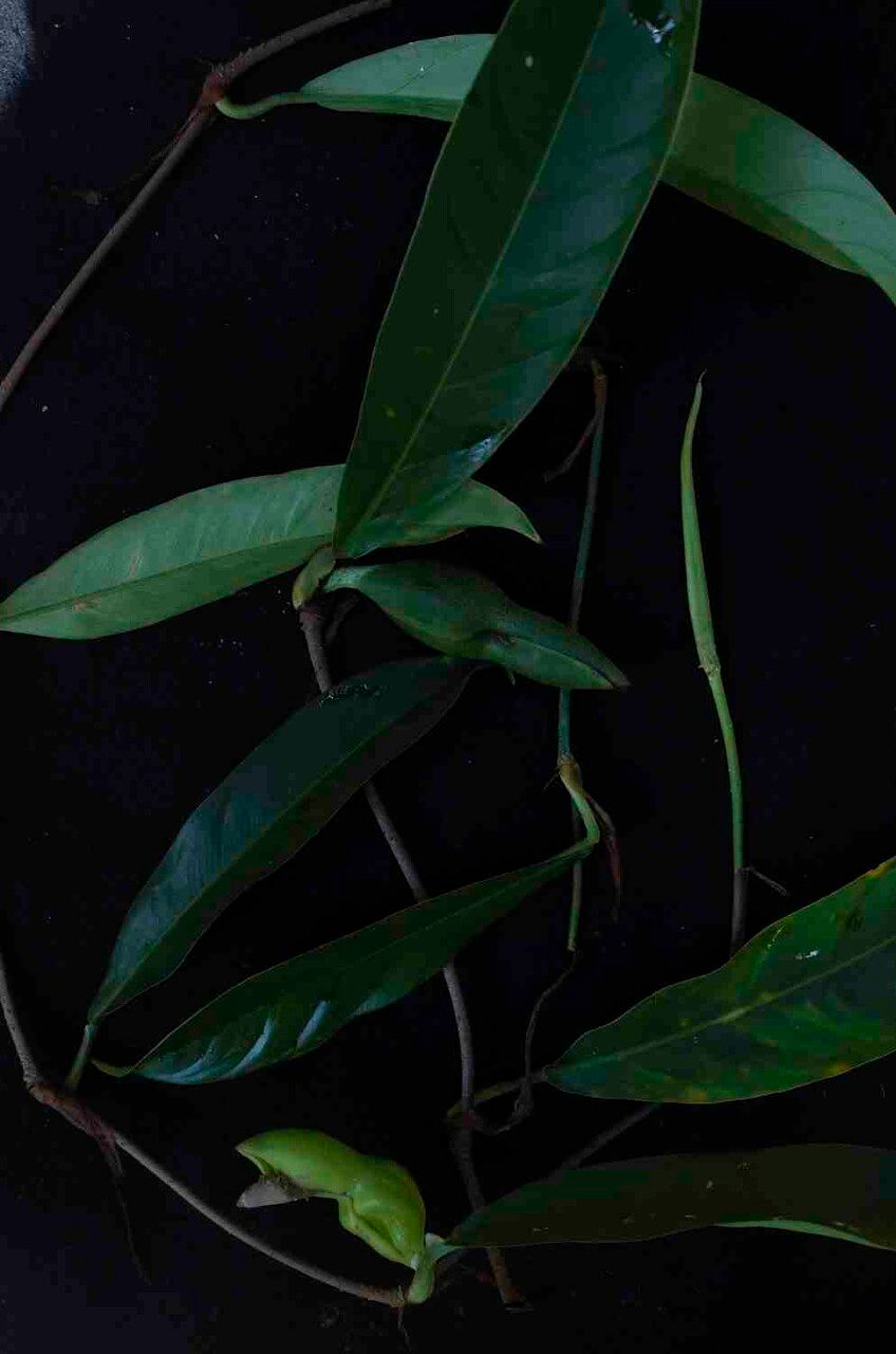 Philodendron surinamense leaf