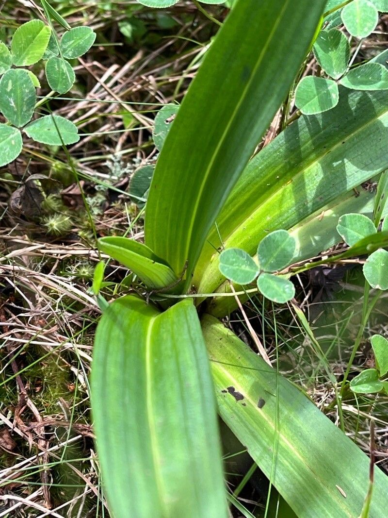 Cynorkis anacamptoides — related species from the same genus