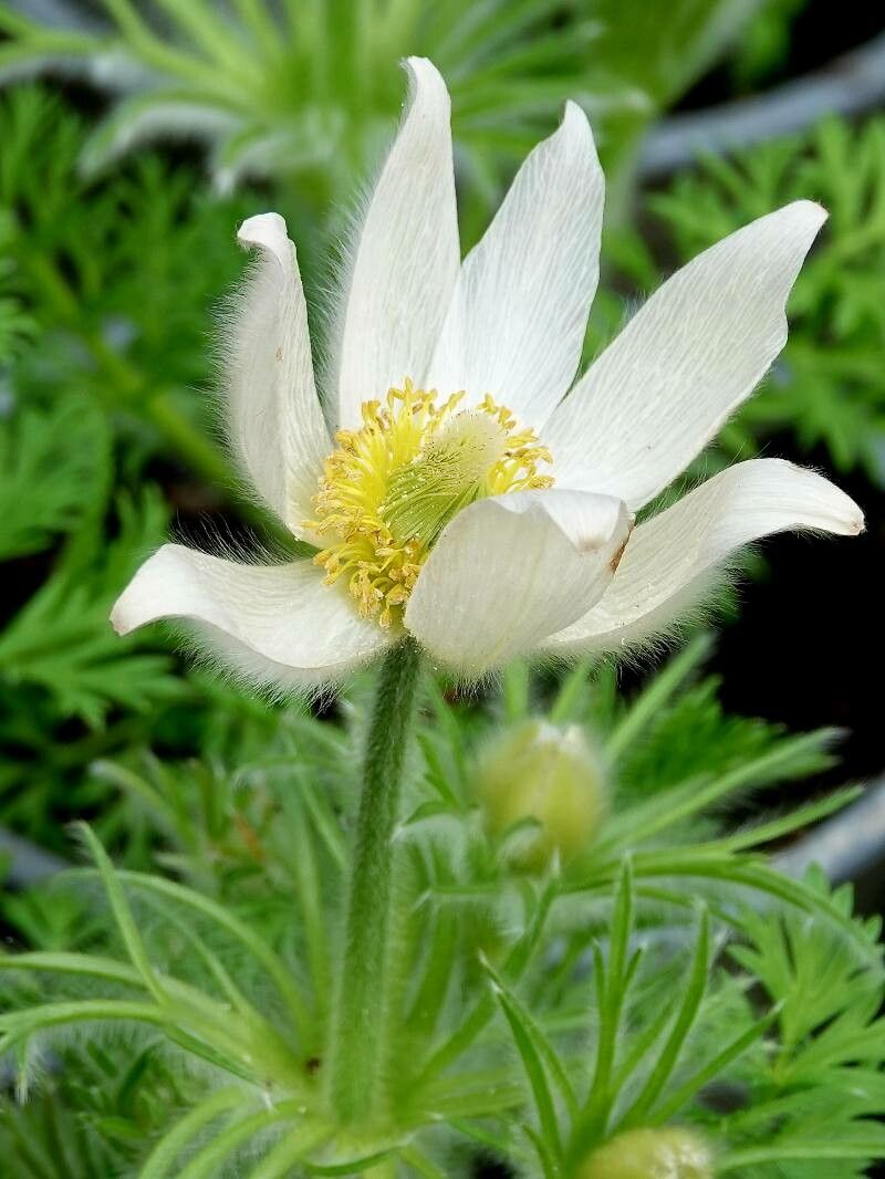 Anemonoides baldensis flower