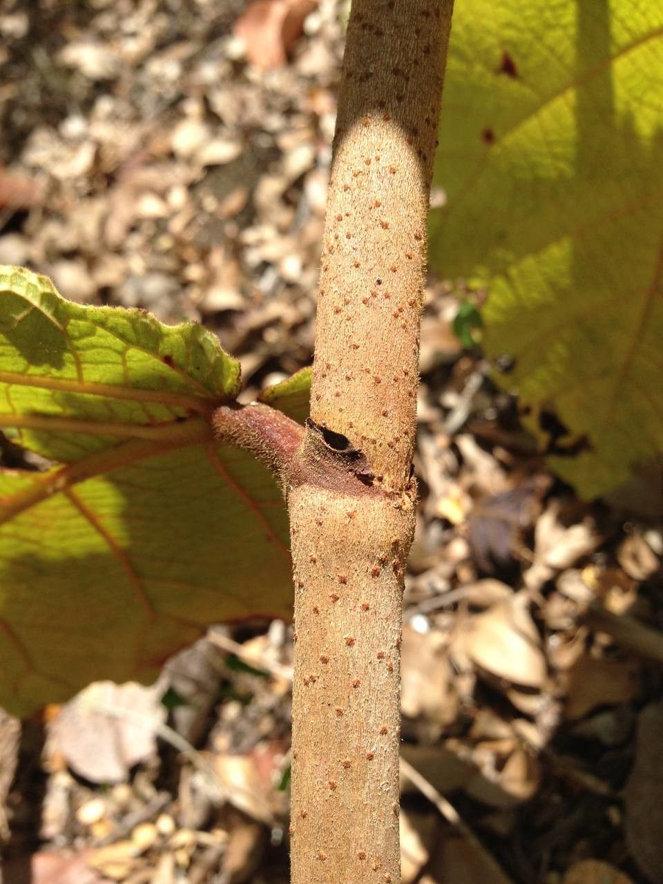 Coccoloba pubescens bark