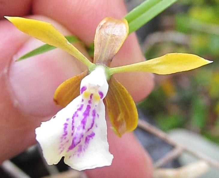 Epidendrum tetraceros flower