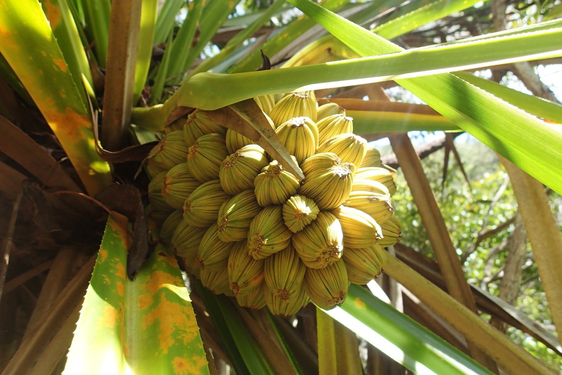 Pandanus bernardii fruit