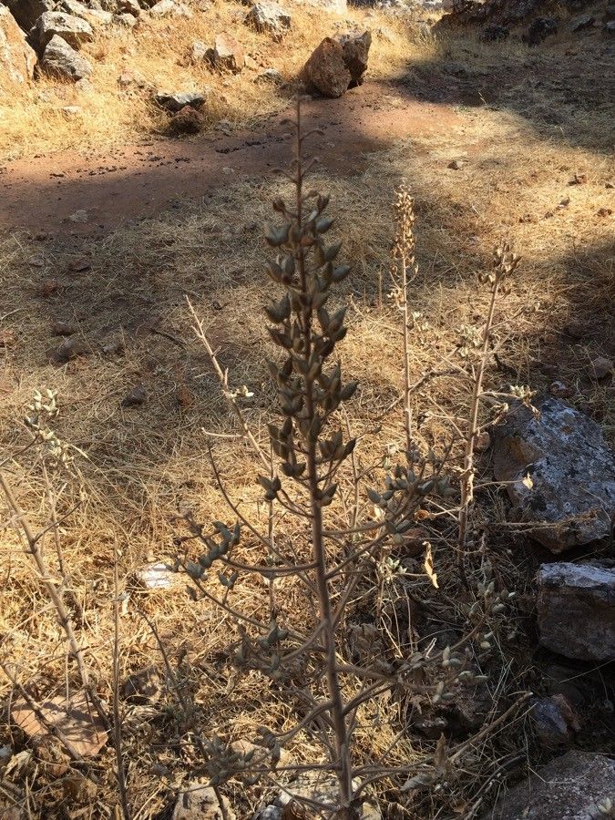 Staphisagria macrosperma fruit