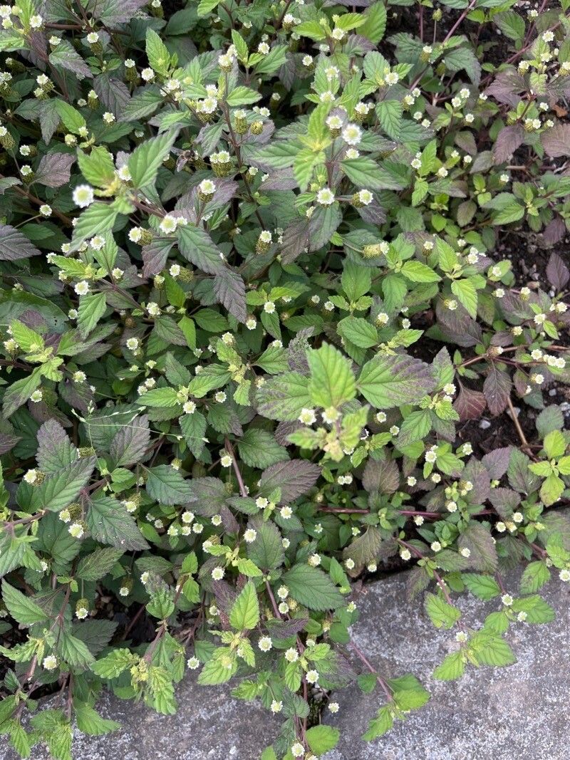 Phyla scaberrima flower