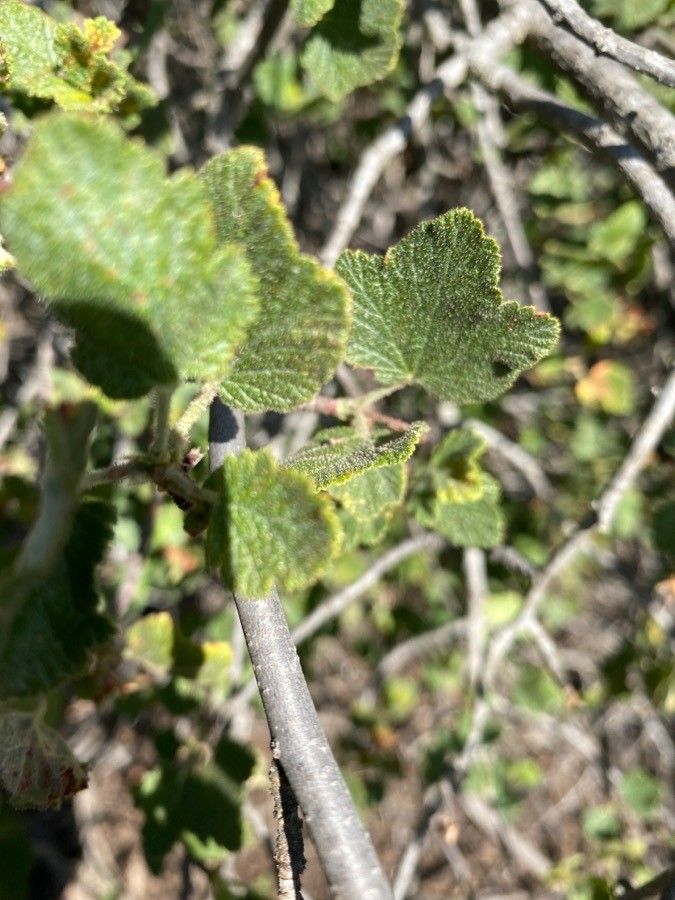 Ribes malvaceum leaf