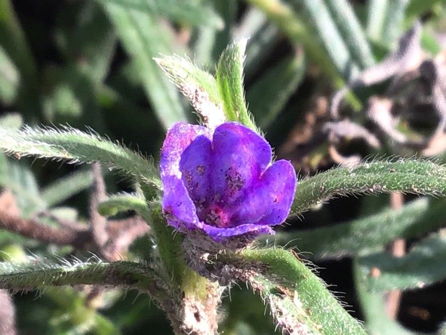 Glandora diffusa flower