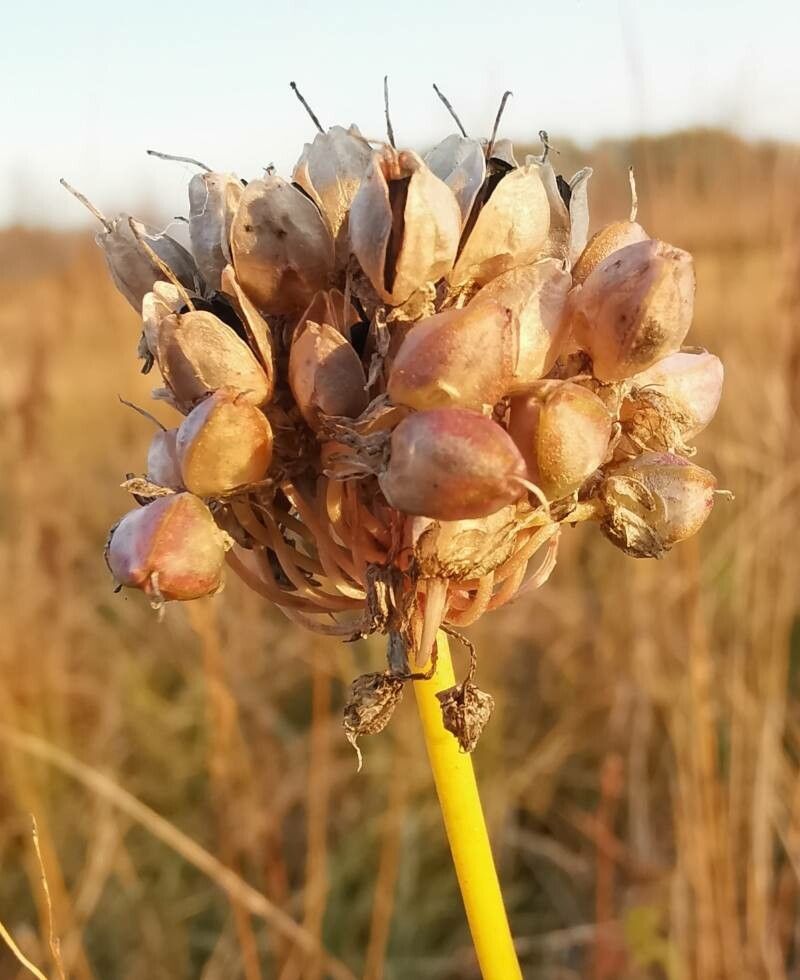Allium suaveolens fruit