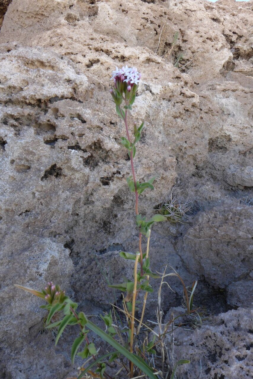 Stevia chamaedrys habit