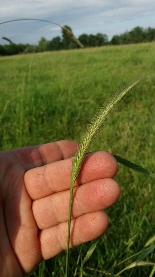 Hordeum secalinum flower