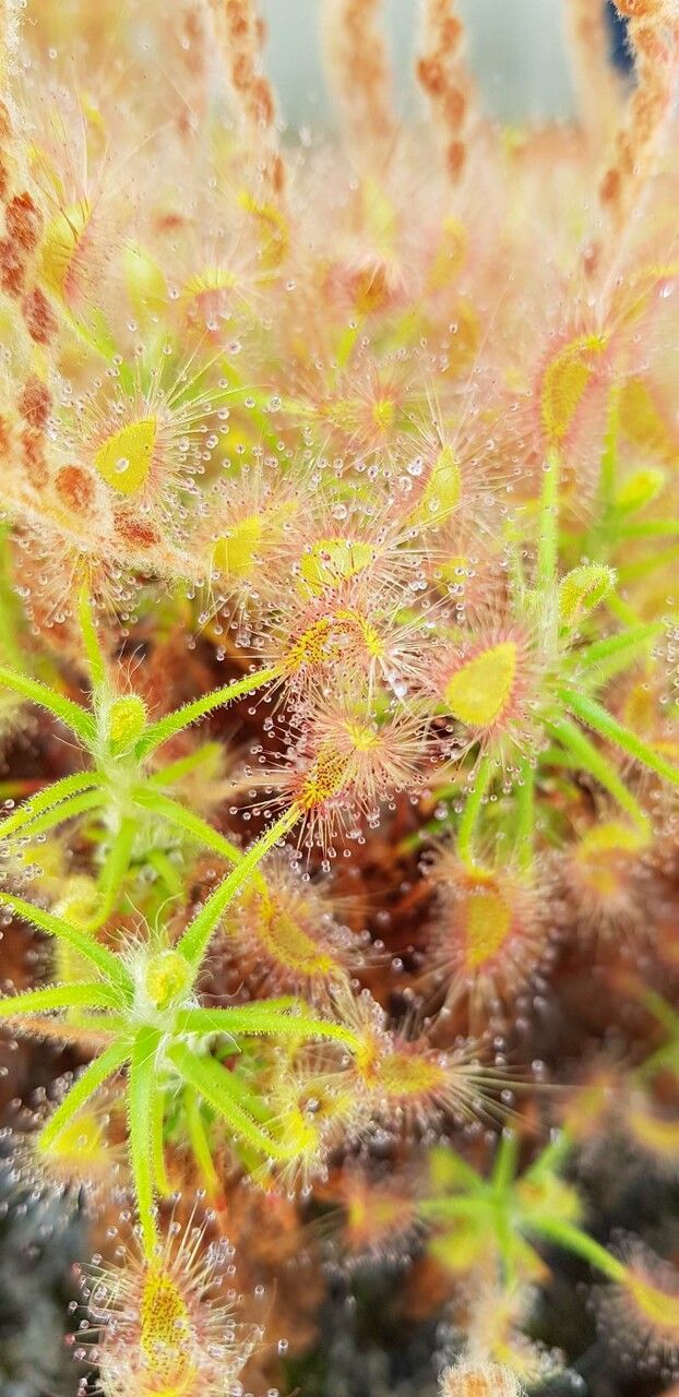 Drosera scorpioides leaf