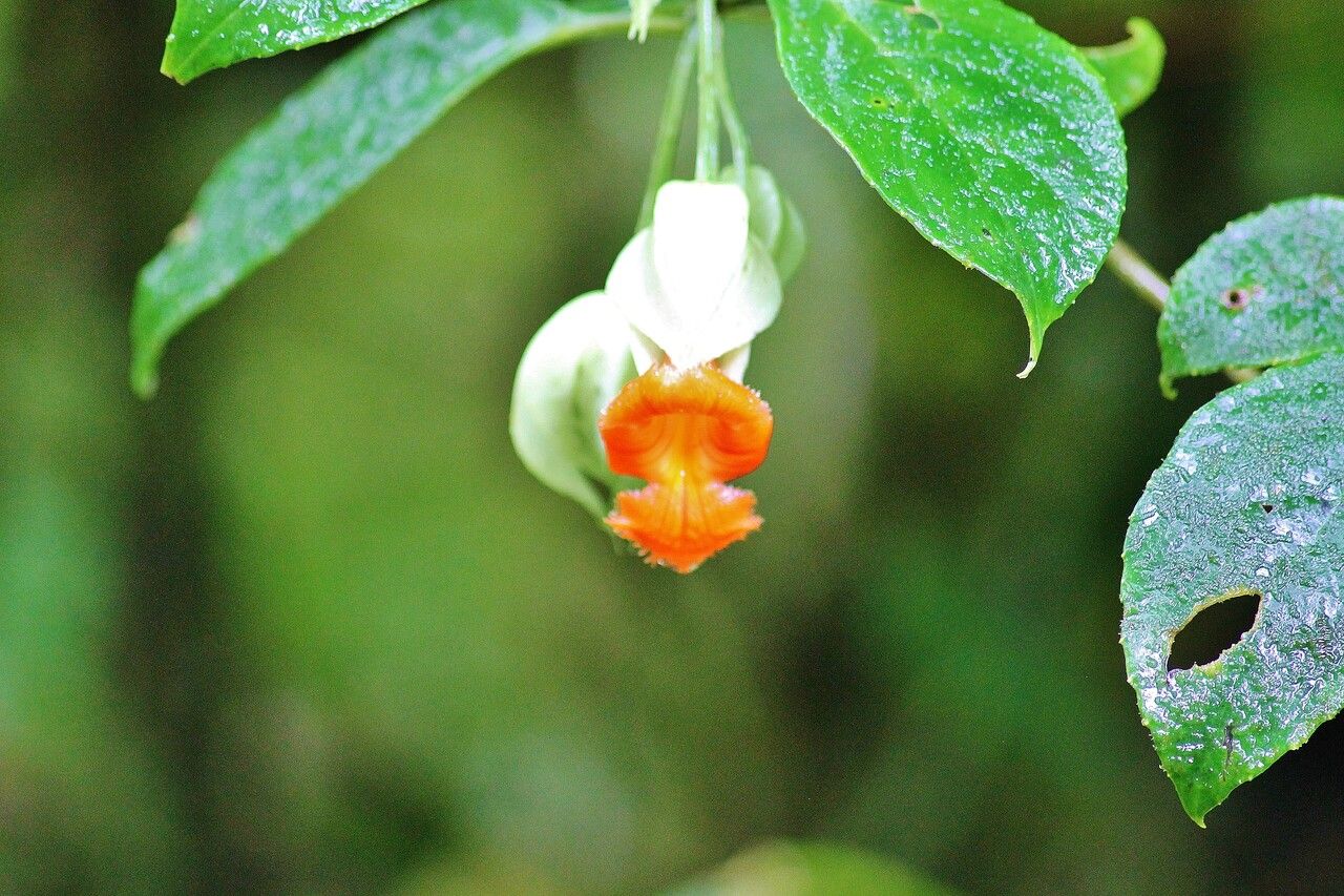 Drymonia rubra flower