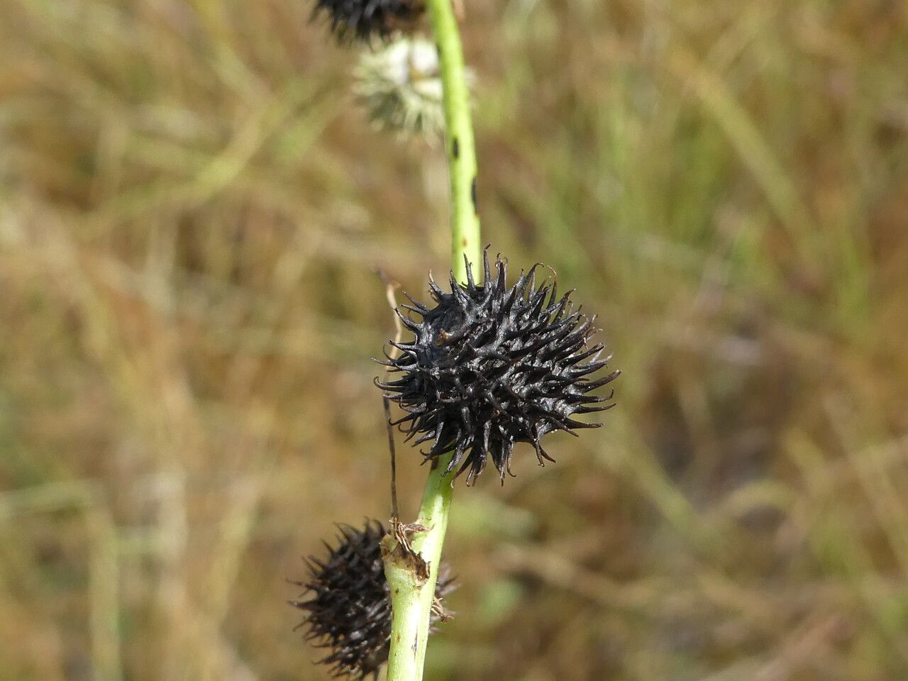 Medicago truncatula fruit