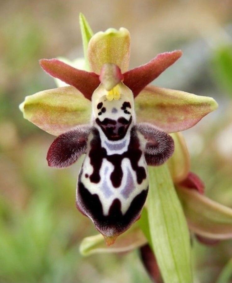 Ophrys kotschyi — search result for 'Cyprus'