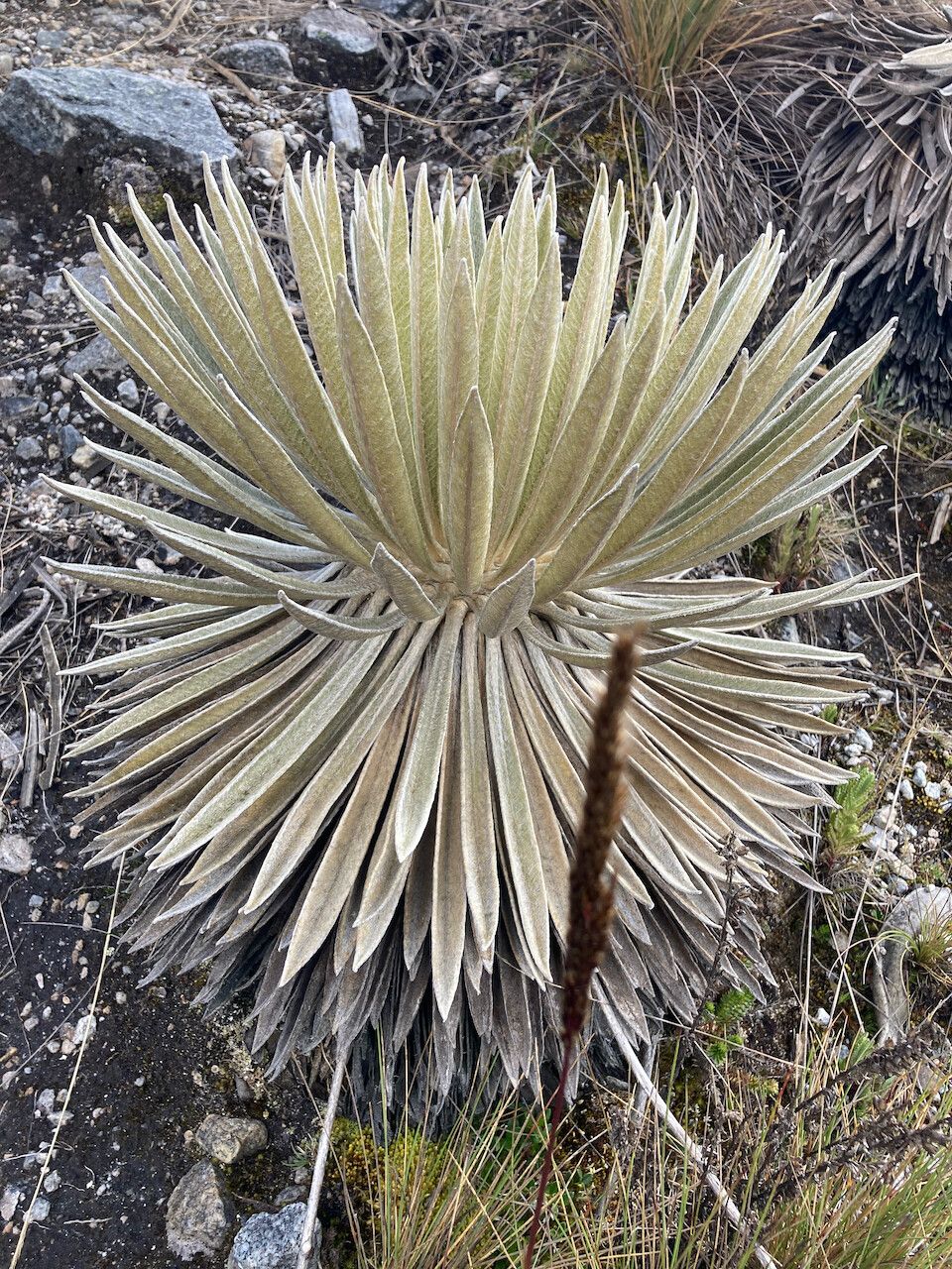 Espeletia colombiana leaf