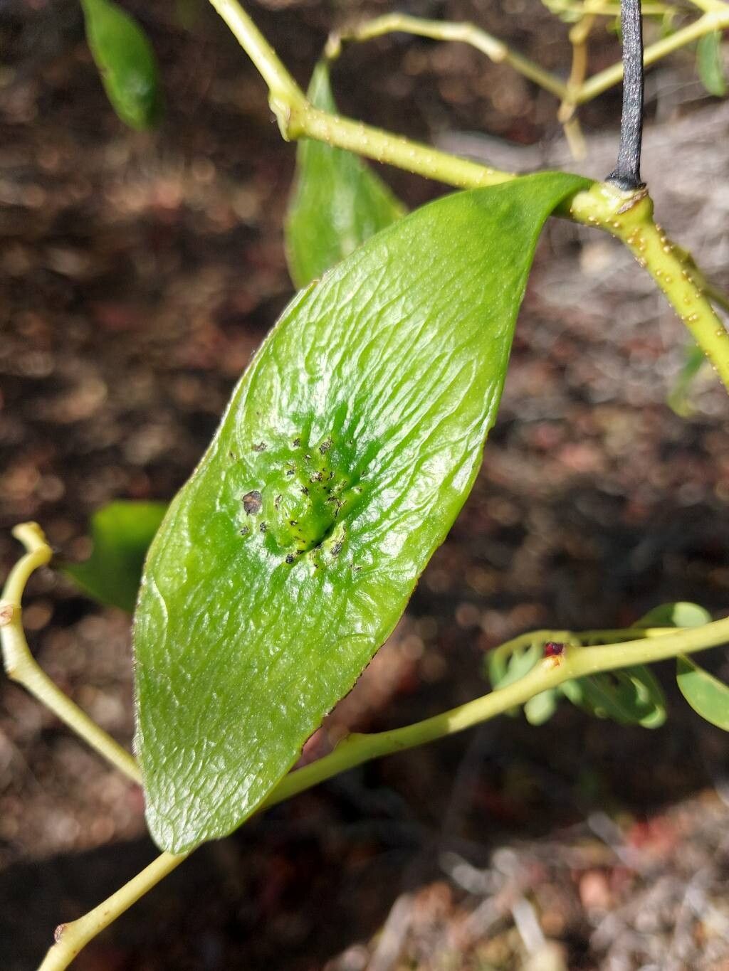 Dalbergia bracteolata fruit