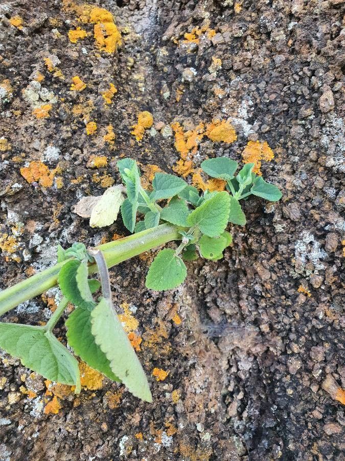 Plectranthus longipes — search result for 'Plectranthus'