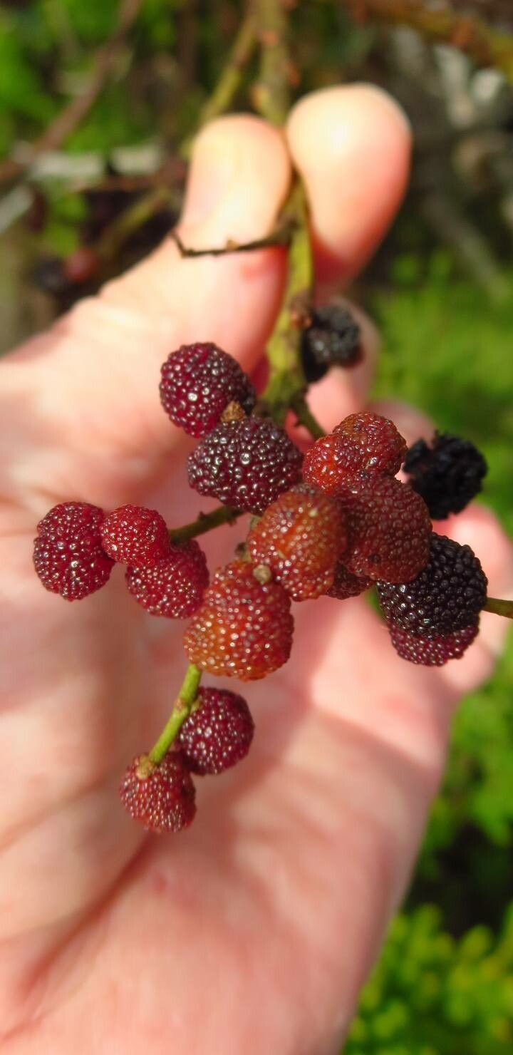 Morella faya fruit