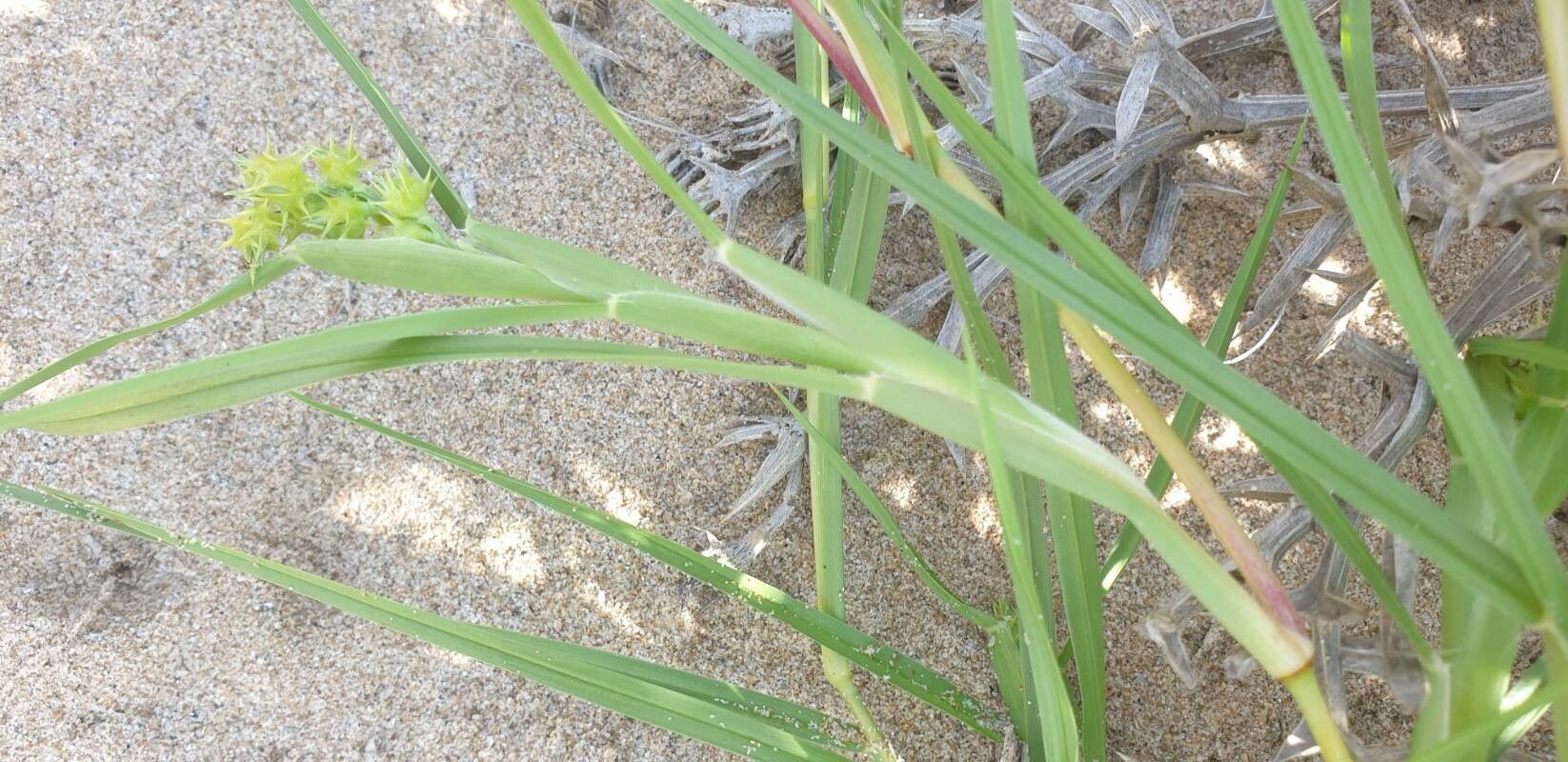 Cenchrus incertus leaf