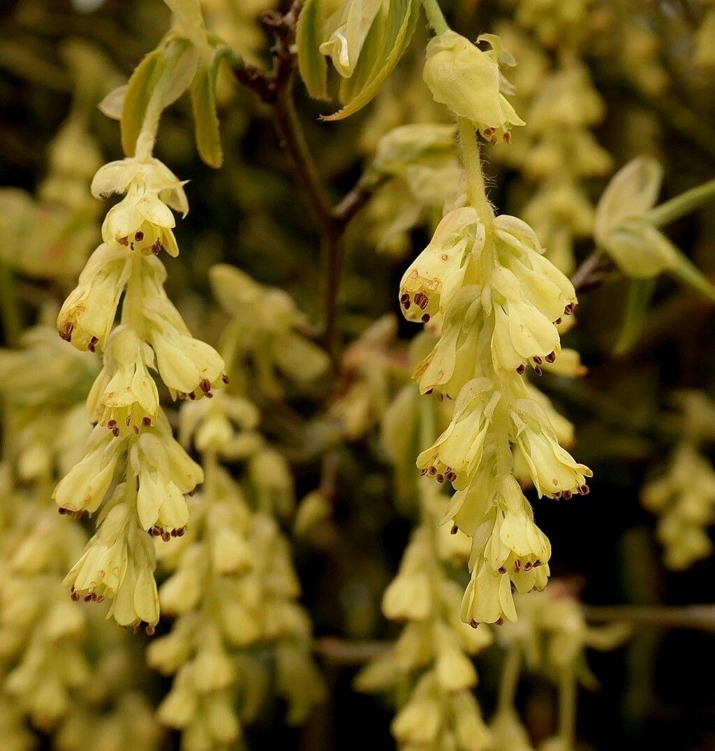 Corylopsis willmottiae — houseplant care guide