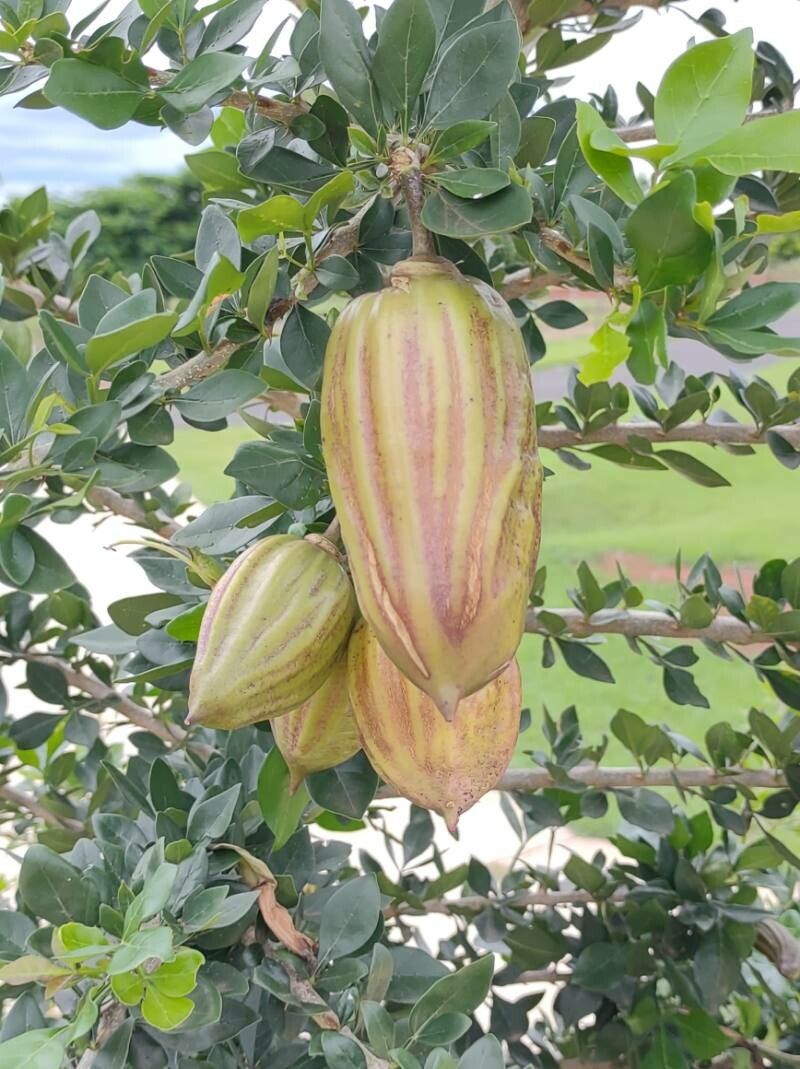 Parmentiera aculeata flower