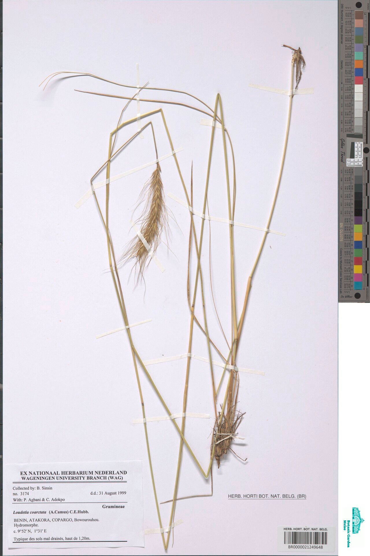 Loudetia coarctata — related species from the same genus