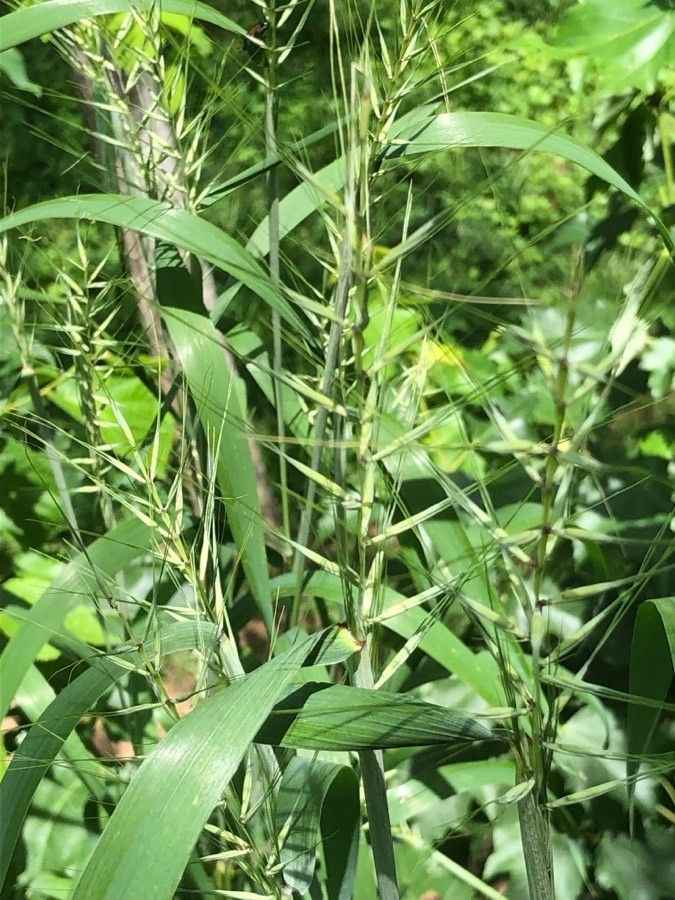 Elymus virginicus fruit