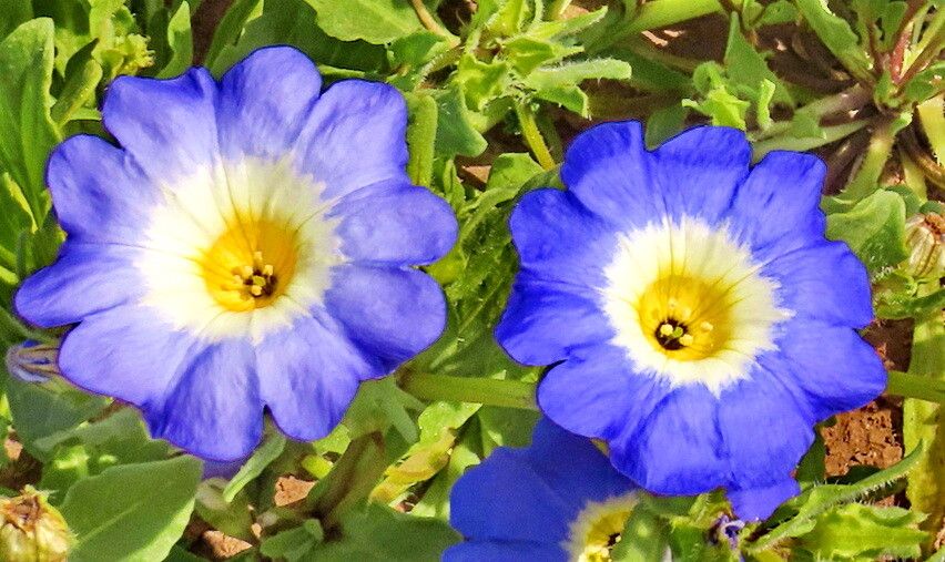 Nolana acuminata — related species from the same genus