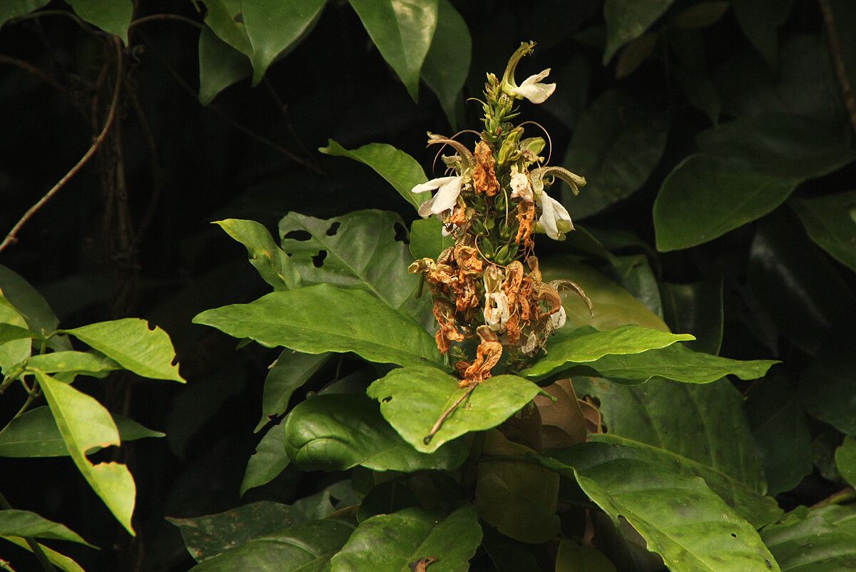 Justicia claessensii flower