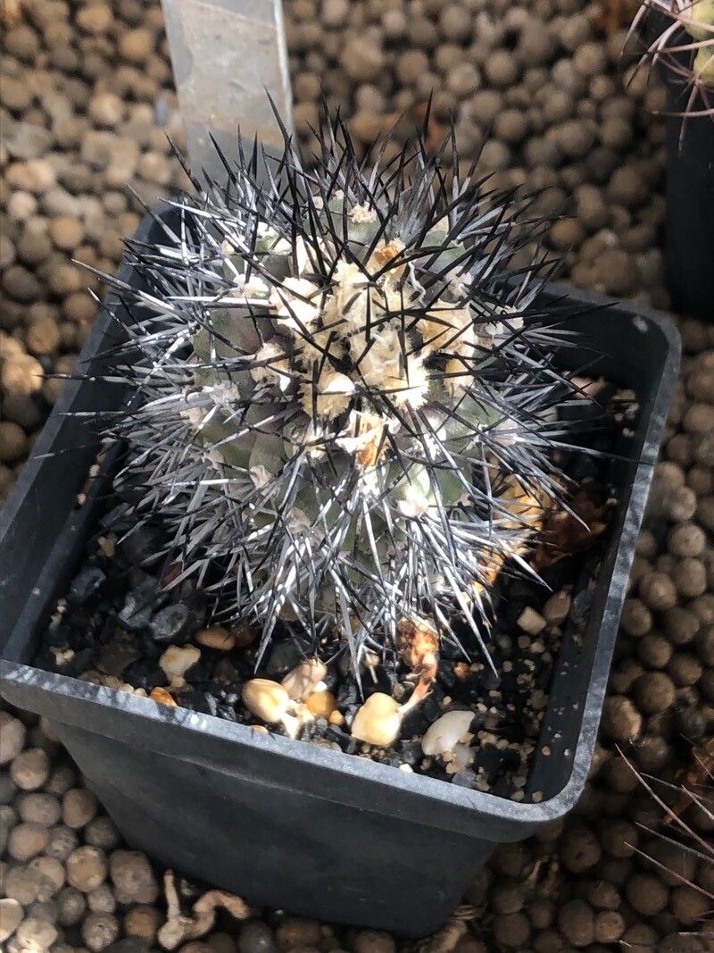 Copiapoa calderana leaf