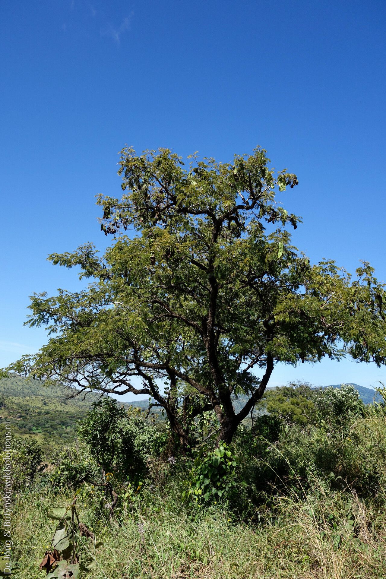 Mucuna poggei habit