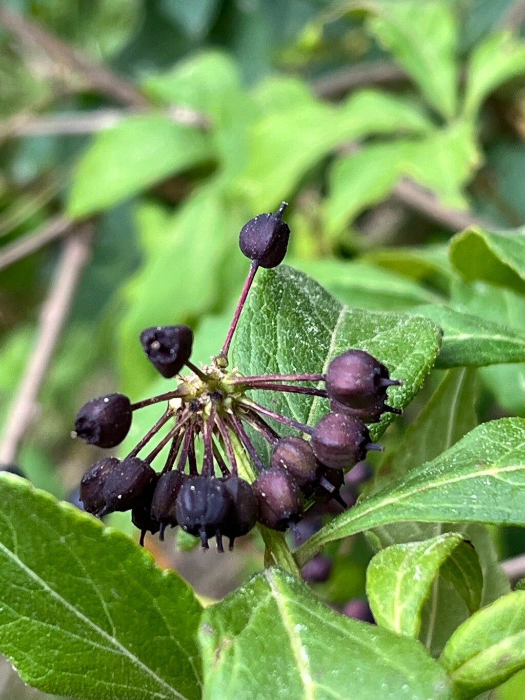 Eleutherococcus henryi fruit