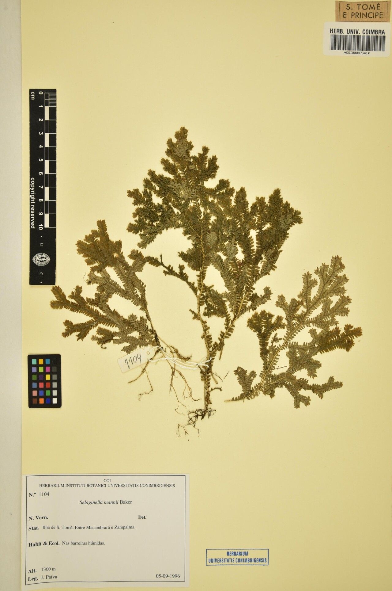 Selaginella mannii — houseplant care guide